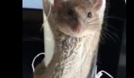 最新爆料老鼠视频大全播放,最新老鼠视频大全，触目惊心瞬间曝光！